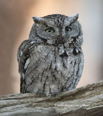 Eastern Screech Owl