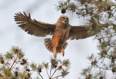 Baby owlet takes short flight