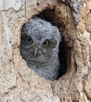 Baby screech owl