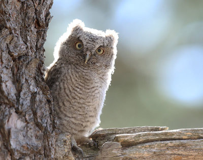 Baby screech owl