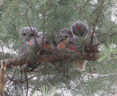 5 screech owl fledglings.  