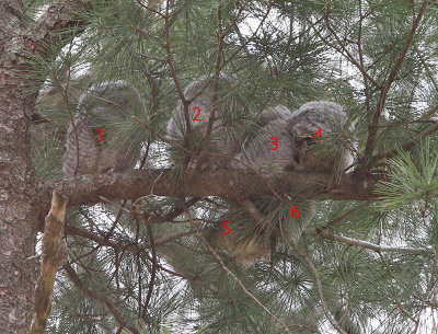 Recount.  6 screech owlets.