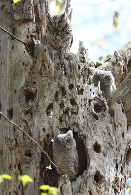 The owl tree at Mud Lake
