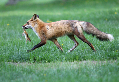 Fox with chipmunk