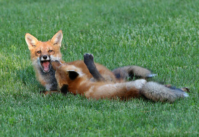 Young foxes at play