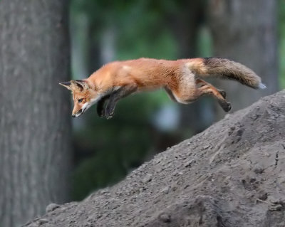 Leaping fox at ISO 16,000