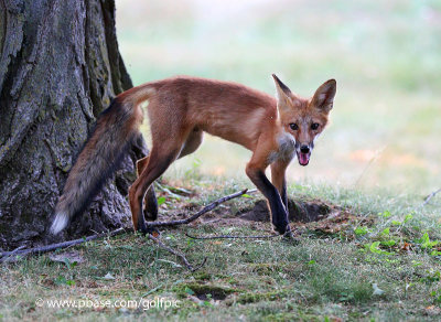 Young fox