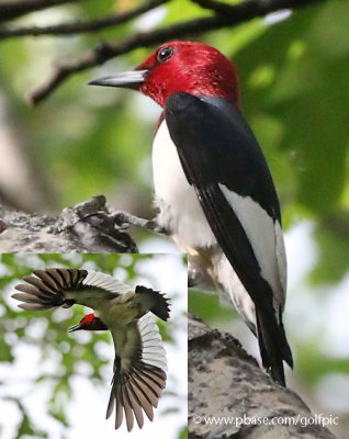 Red-headed Woodpeckers (Constance Bay)