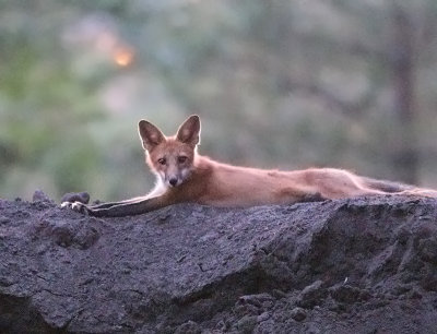 Young fox at ISO 25,600 (photo looks bright but in person it is dark and barely see the fox)
