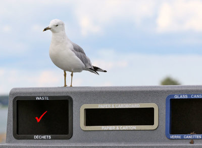 Gull passes multiple choice test with flying colours