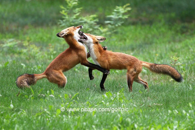 Dances with Foxes