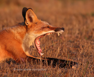 The big yawn