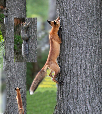 Fox climbs tree.  Fluffy squirrel is too tempting.