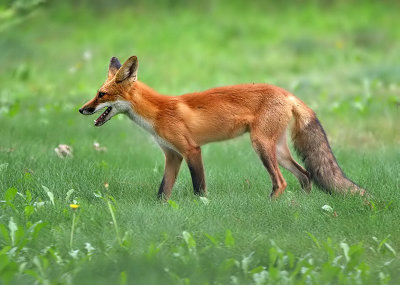 Young fox 