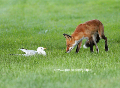 Fox and the Ring-billed Gull