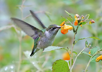 Ruby-throated hummingbird feeding on nectar of the jewel weed flower. 