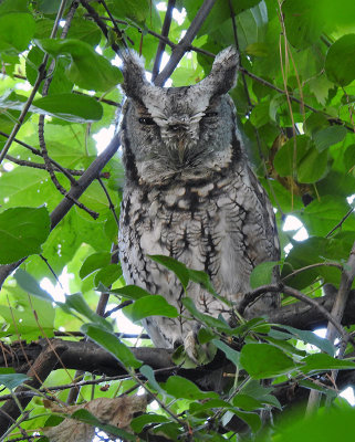 Eastern Screech Owl