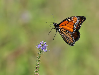 Monarch in flight