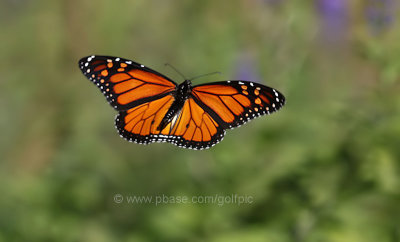 Monarch in the air.