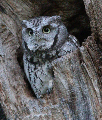 Eastern screech owl after sunset.  ISO 25,600 (Hi 1)