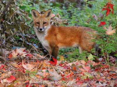 Autumn Fox