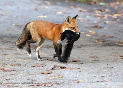 Fox with a fresh kill. 