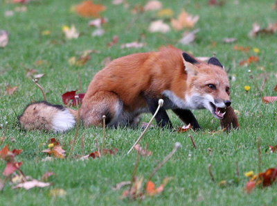 Fox eating a red squirrel