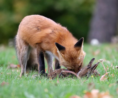 Dining on rabbit