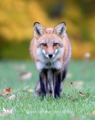 Red Fox in Ottawa