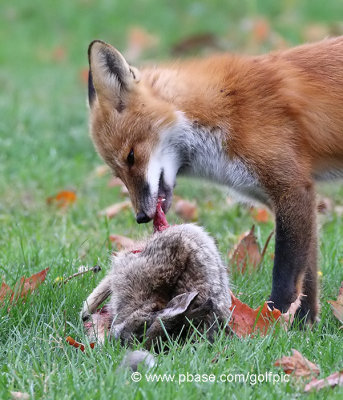 Fox and rabbit