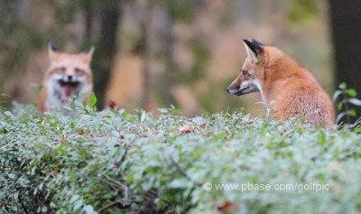 Two foxes walk into a bar