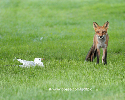 Fox and Gull