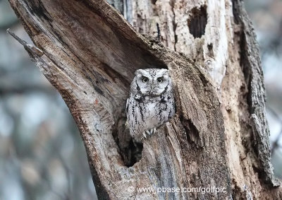 Eastern screech owl (Ottawa)