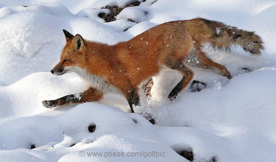 Fox negotiates way through snowy landscape. 