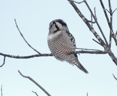 Northern Hawk Owl