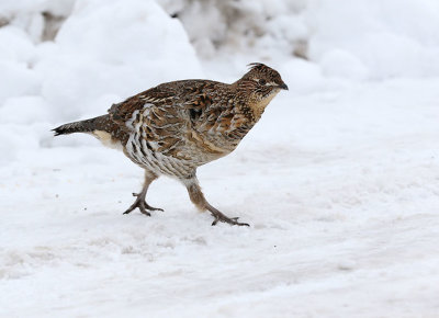 Ruffed Grouse and nude model shoot?