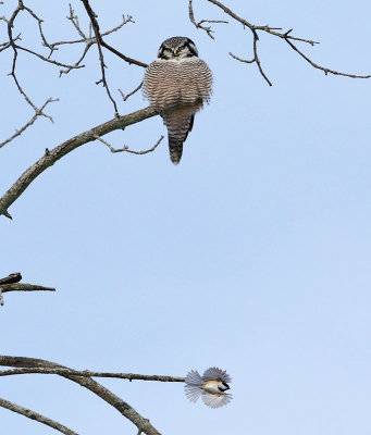 Owl and the Chickadee