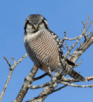 Hawk Owl in February 2021