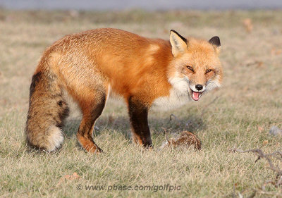 Fox standing over rabbit meal