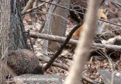 Groundhog being stalked by fox