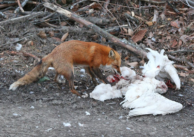 Fox feeding on snowy owl carcass