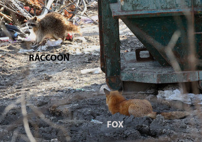 Fox stalking a Raccoon