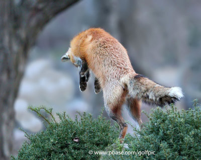 Fox leaping after prey