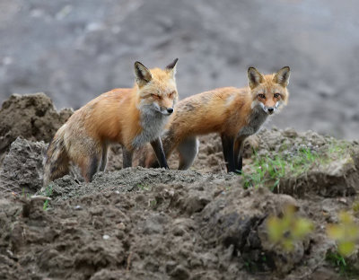 Foxes very active today