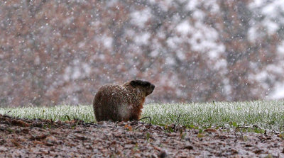 Groundhog Willy second guessing early spring forecast.