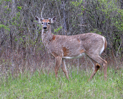 A buck in the spring