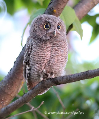 Baby Owl - Fuzzy Wuzzy