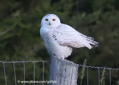 Snowy Owl without snow