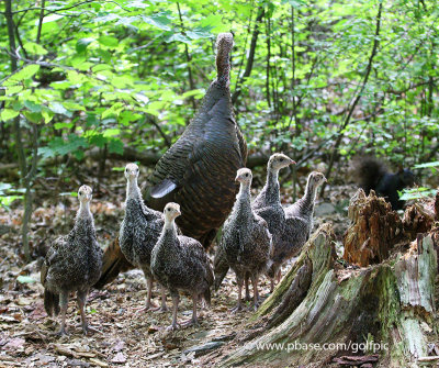 Family of Wild Turkeys with Mom only
