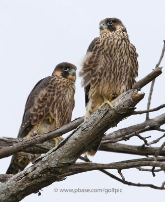 Two juvenile peregrine falcons